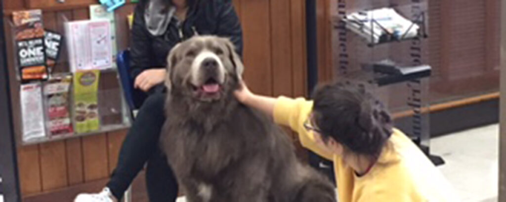 Pets visit Marquette University